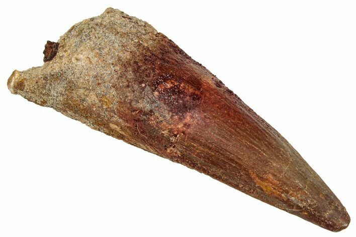 Bargain, Fossil Spinosaurus Tooth - Real Dinosaur Tooth #333666